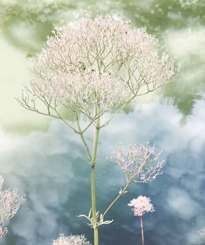 Botanical image from Holysama
